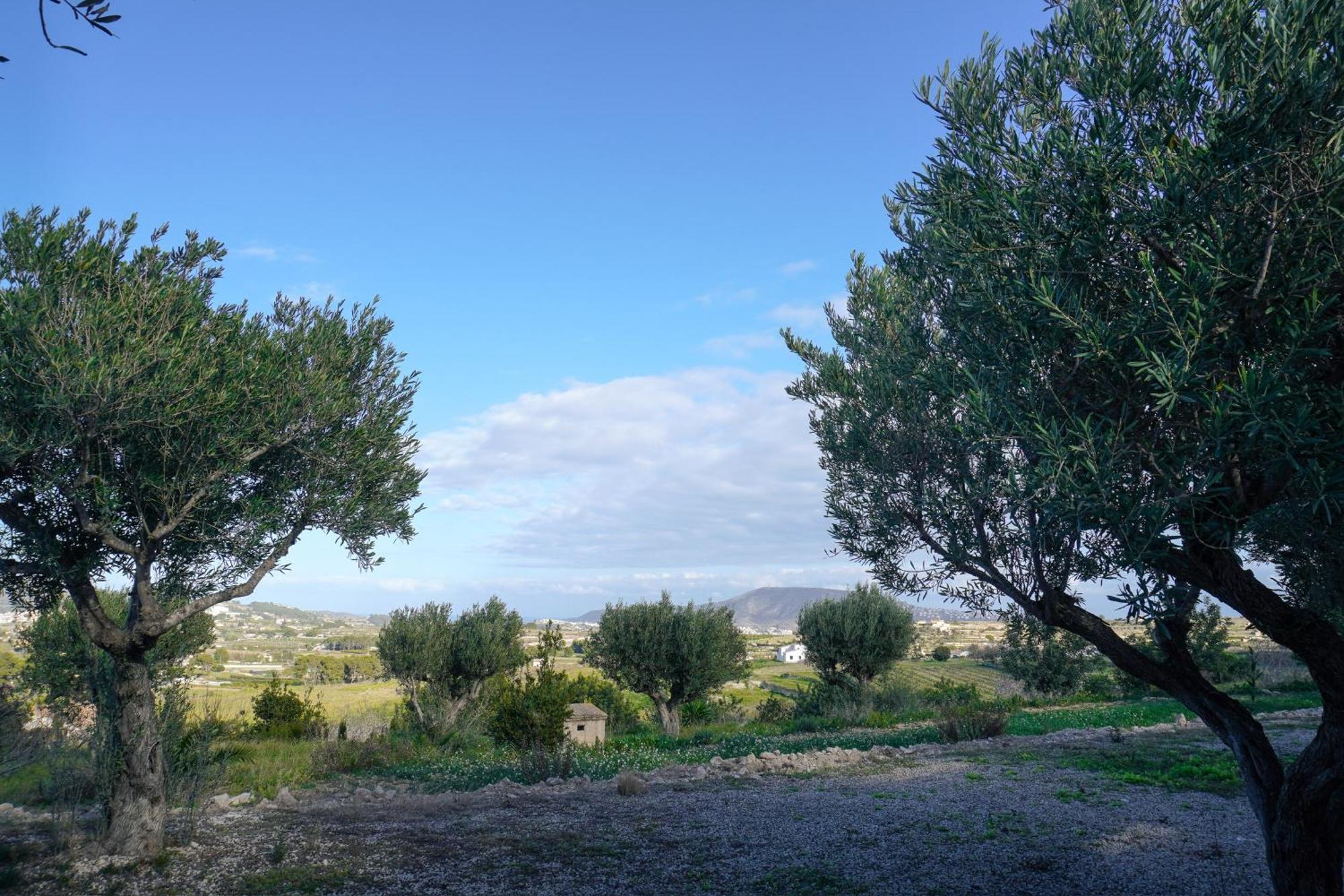 Hotel Finca Olivar ベニッサ エクステリア 写真