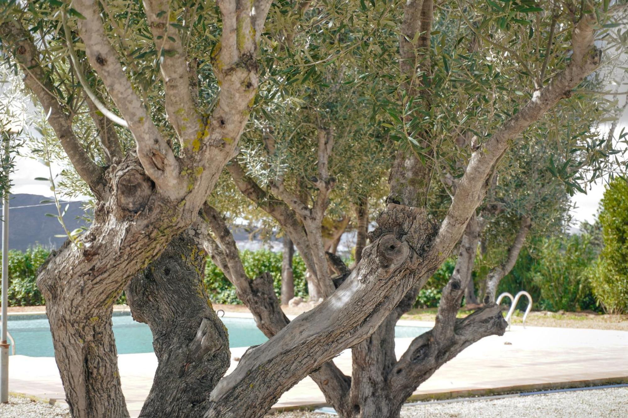Hotel Finca Olivar ベニッサ エクステリア 写真